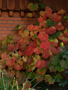 Winorośl japońska (Vitis coignetiae) wczesna jesień